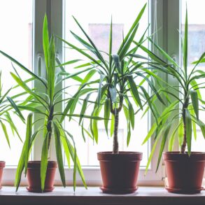 Dracena