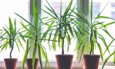 Dracena