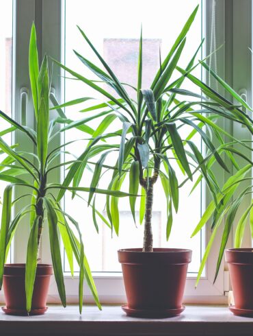 Dracena
