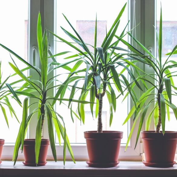 Dracena