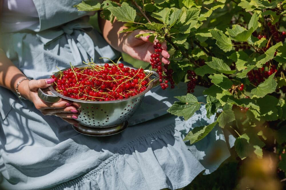 Raudonieji serbentai / Shutterstock