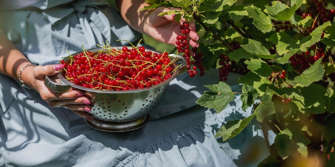 Raudonieji serbentai / Shutterstock