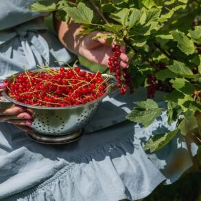 Raudonieji serbentai / Shutterstock