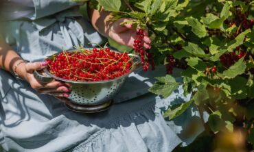 Raudonieji serbentai / Shutterstock