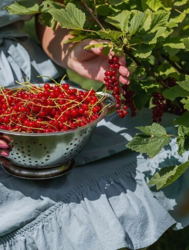 Raudonieji serbentai / Shutterstock