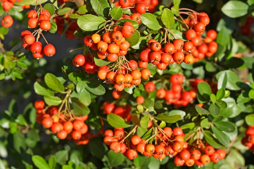 Šermukšniai / Shutterstock