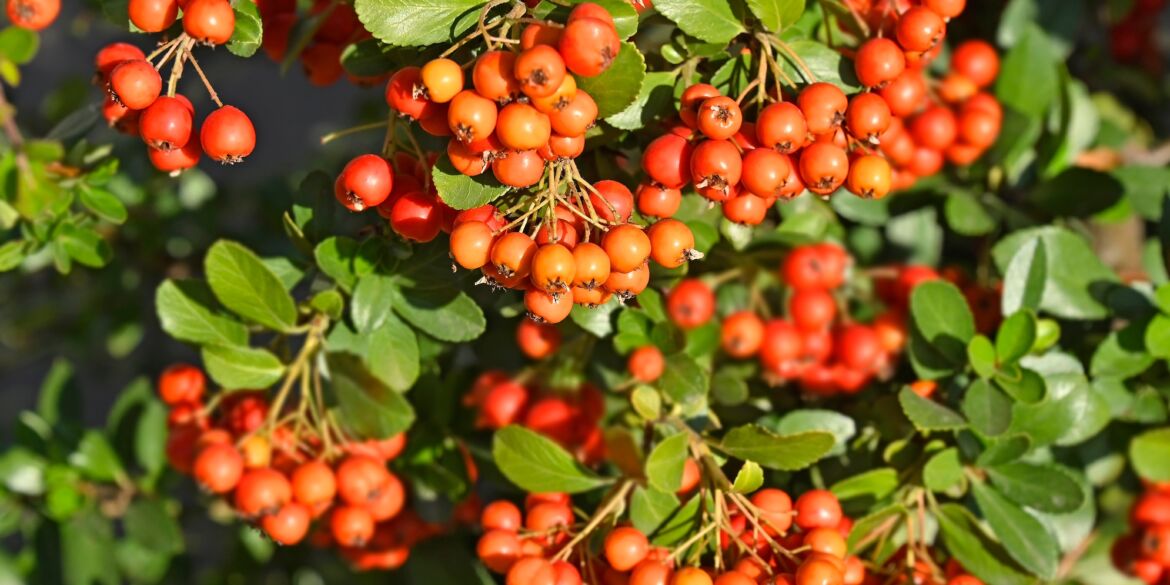 Šermukšniai / Shutterstock