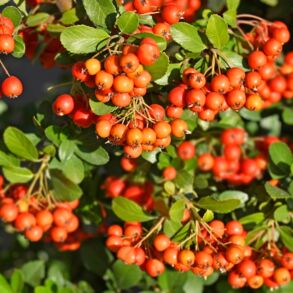 Šermukšniai / Shutterstock