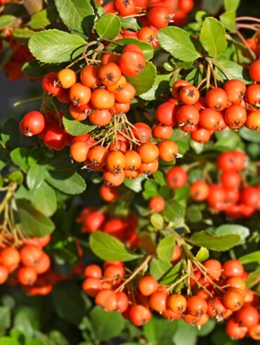 Šermukšniai / Shutterstock