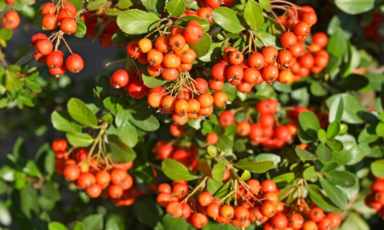 Šermukšniai / Shutterstock