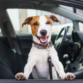 Šuo automobilyje / Shutterstock