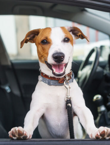 Šuo automobilyje / Shutterstock