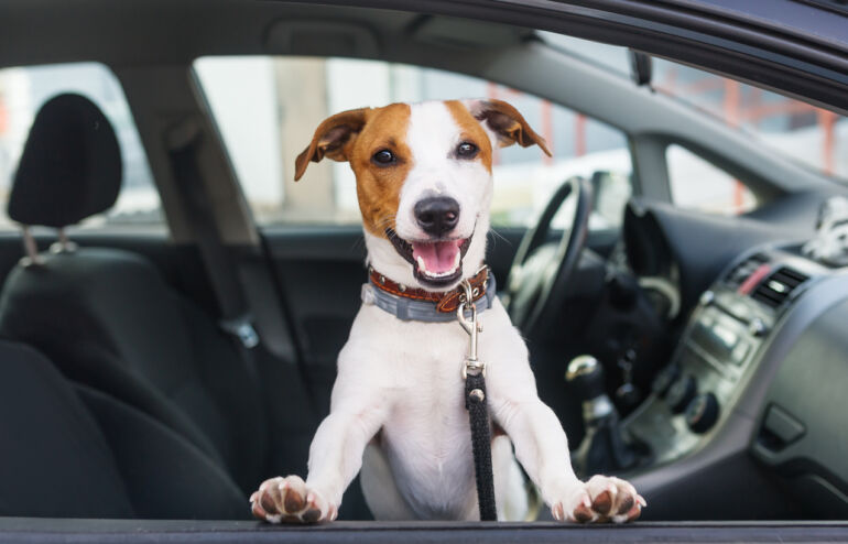 Šuo automobilyje / Shutterstock