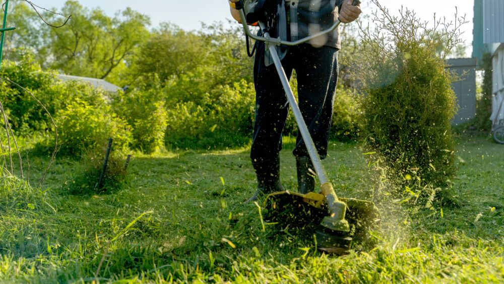 Kur panaudoti nupjautą žolę: naudingi patarimai, kurie pakeis jūsų sodą ir sutaupys pinigų