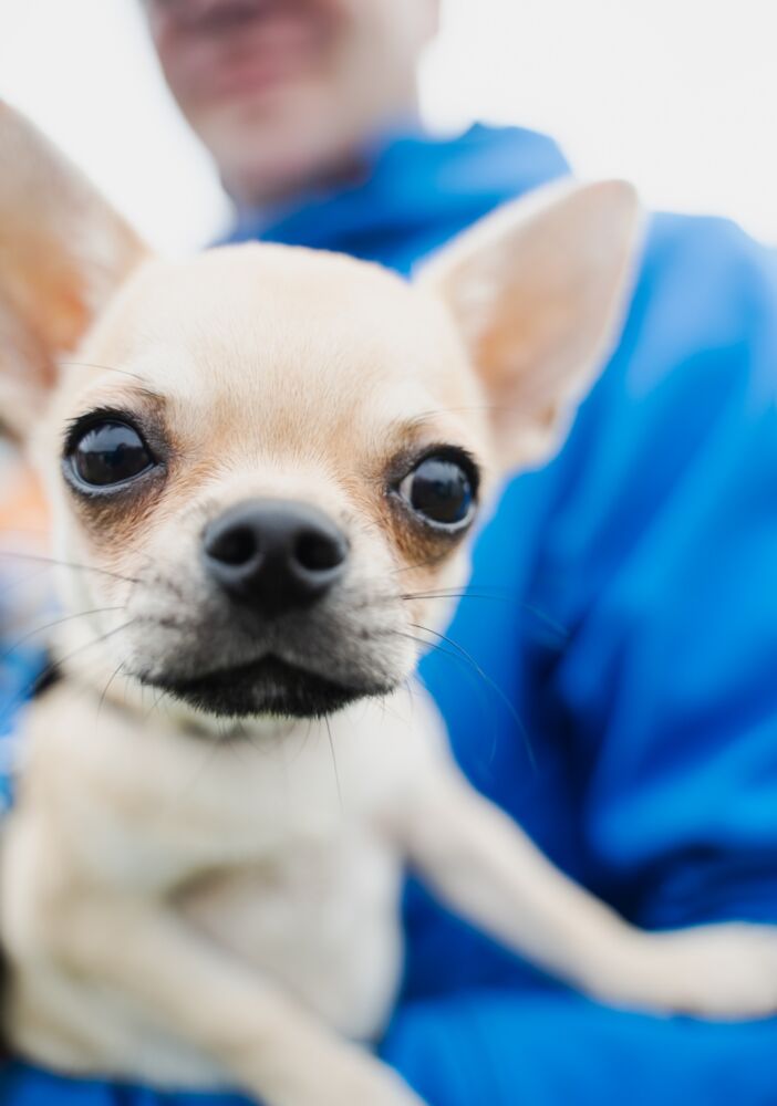 Nuo „puppuccino“ iki gimtadienio tortų: kur slypi balansas tarp naujų tendencijų ir šuns gerovės?